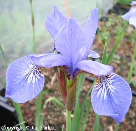 Iris sibirica 'Heavenly Blue' siperiankurjenmiekka